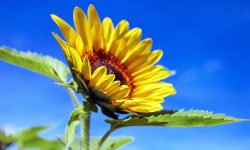 Gartentipps für den Juli