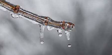 Ein neues Jahr – Gartentipps für den Januar